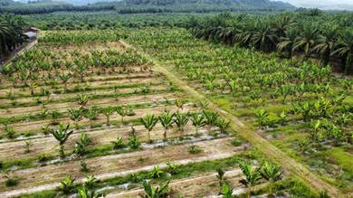 13.71 acres Mix Fruit Farm at Sg Siput,Perak