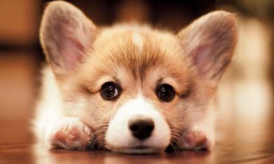 Open for visit Good Quality 7weeks Corgi MKA