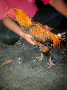 jual ayam sabung sabah