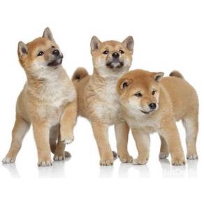 Open to visit Quality MKA Shiba Inu Ready rehome