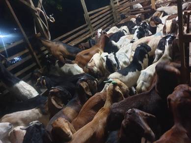 Kambing AQIQAH Selangor