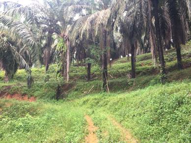 Freehold Agriculture Land For Sale At Johol,Kuala Pilah,N.Sembilan