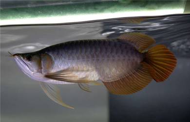 long yu arowana