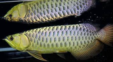 long yu arowana