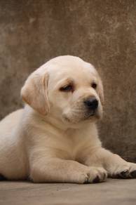 Quality Bighead Bigbone Labrador 8weeks open4view