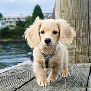 Good Quality 3months Long Coat Dachshund MKA