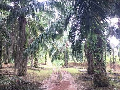 Agricultural-Land-for-sale-Kuala-Pilah-Negeri-Sembilan