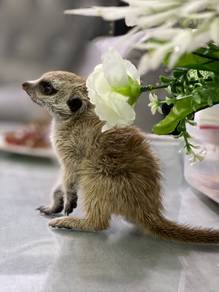 Baby Meerkat
