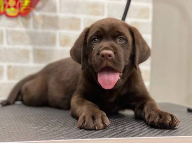 Thailand Quality Labrador Brown Bighead Bigbone