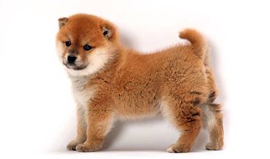 Quality Shiba Inu MKA 5weeks Rehome