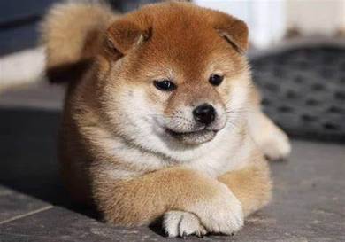 RehomeBest Promotion Quality Shiba inu MKA