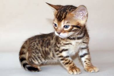 Open for view Best Quality Bengal Kittens 3month