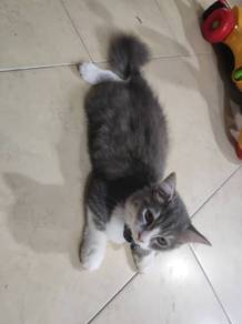 kucing untuk dijual johor