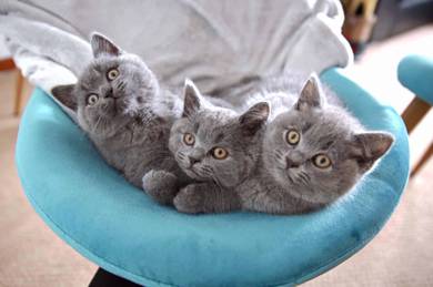 Quality BSH British Short hair 2month kittens