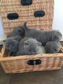 Quality 2month kittens British Short hair BSH