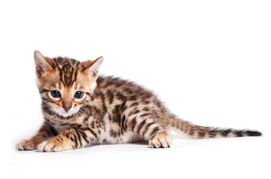 Best Quality Bengal Kittens 3month ready Rehome