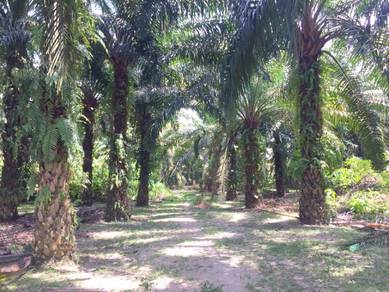 Freehold Agriculture Land For Sale At Tapah,Perak