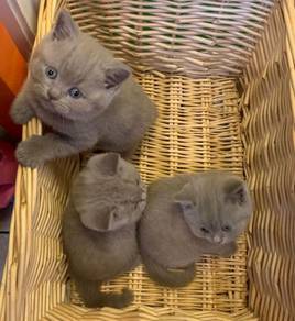 British Short hair Quality 2month kittens BSH