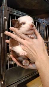 Brown White Border Collie MKA Best Quality Rehome