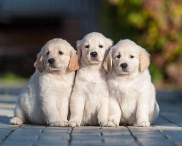 BigBone GradeAA Quality Golden Retriever MKA2month