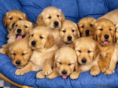 Open for viewing BigBone Golden Retriever MKA