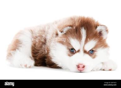 Brown White Wooly Husky Best Quality 4 weeks