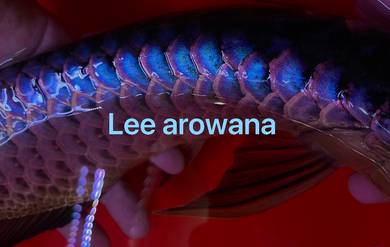 Malaysia golden blue base arowana