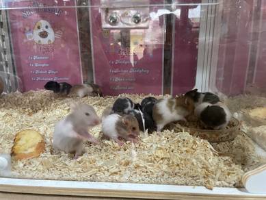 syrian hamster for sale malaysia