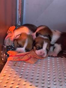 Best Quality Beagle Open for visit 8weeks