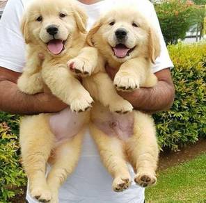 BigBone GradeAA Best Golden Retriever with MKA