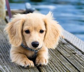 1weeks Puppy Quality longhair dachshund MKA