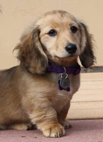 Quality longhair dachshund MKA 1week open visit