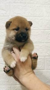 Best Quality Shiba Inu MKA 6weeks 100% Pure
