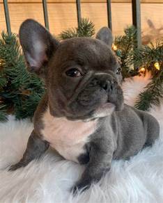 Ready Rehome Top1 Quality French bulldog 2weeks