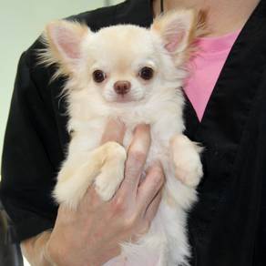 Rehome High Quality 5month Chihuahua with MKA