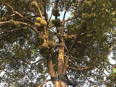 15 Ekar Agriculture Land 📌 600+ Durian Tree Pahang, Tras, Raub