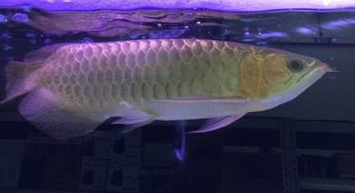 sr local arowana