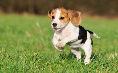 30%off Quality Beagle Open for visit Rehome 5weeks