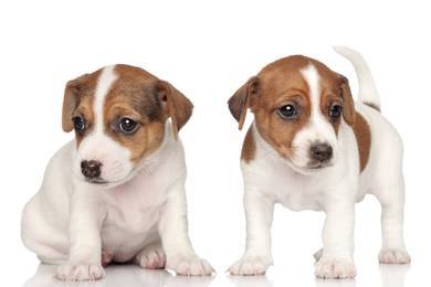 Quality Jack Russell New batch 2month Open visit