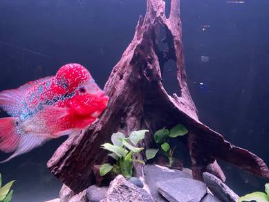 srk flowerhorn