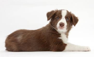 Ready rehome 8week Quality Border Collie Brown MKA
