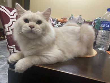 Kucing Jantan Pure Mainecoon Cat Mating/Mengawan