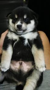 Blacktan shiba inu Best Quality MKA 8week