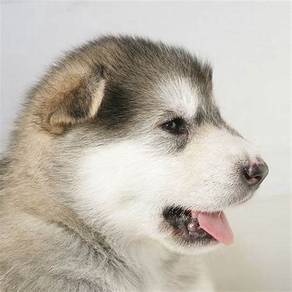 Rehome 4weeks Quality Wooly Husky Sable White