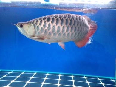 arowana sumo