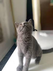 British Shorthair Almost Anything For Sale In Malaysia Mudah My