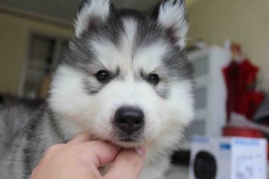 Quality Wooly Husky Sable White Open for visit