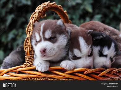 Best Quality blue eye Wooly Husky Brown White