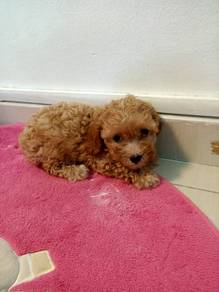 puppyfind toy poodle