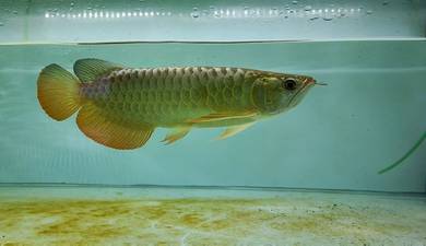 sk arowana